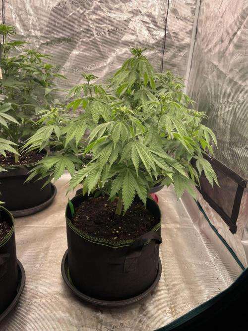 Sticky Brocoli Zamnesia+Plagron. Week 8