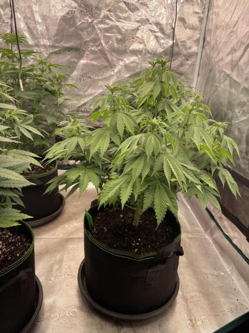 Sticky Brocoli Zamnesia+Plagron. Week 8