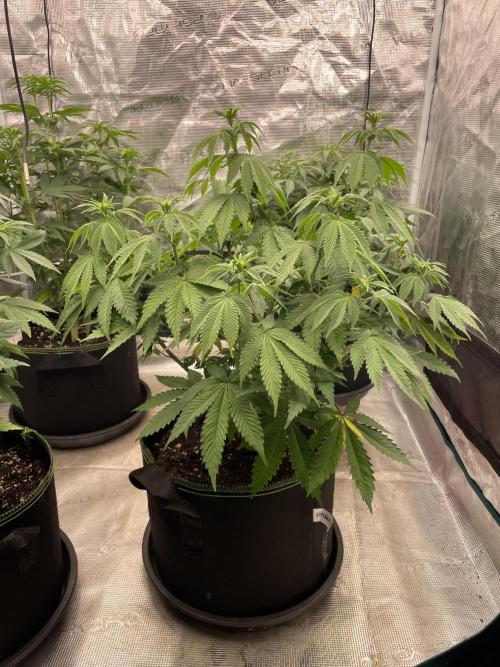 Sticky Brocoli Zamnesia+Plagron. Week 8