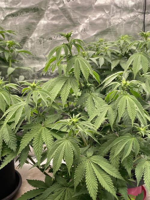 Sticky Brocoli Zamnesia+Plagron. Week 8