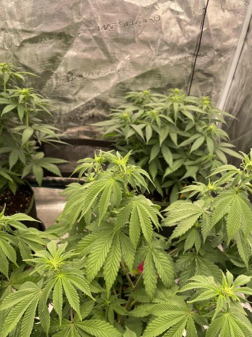 Sticky Brocoli Zamnesia+Plagron. Week 8