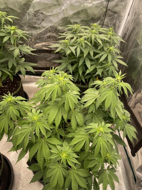 Sticky Brocoli Zamnesia+Plagron. Week 8