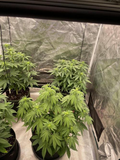 Sticky Brocoli Zamnesia+Plagron. Week 8