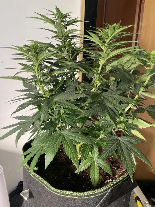 Sunset 🌅 sherbet. Week 8
