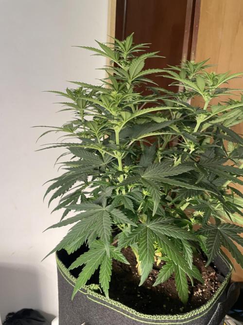 Sunset 🌅 sherbet. Week 8