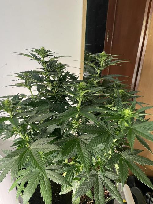 Sunset 🌅 sherbet. Week 8