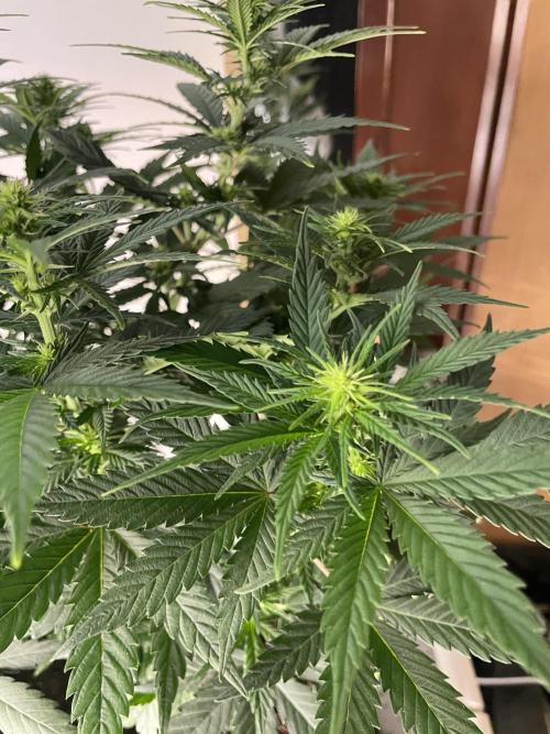 Sunset 🌅 sherbet. Week 8