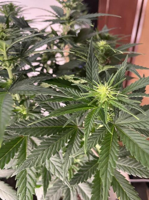 Sunset 🌅 sherbet. Week 8