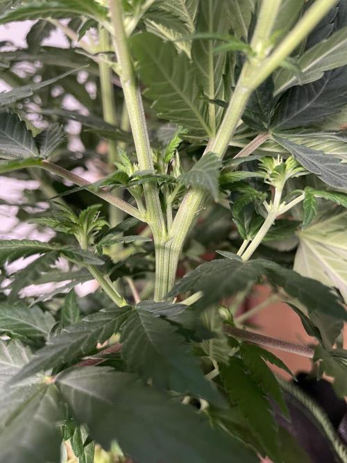 Sunset 🌅 sherbet. Week 8