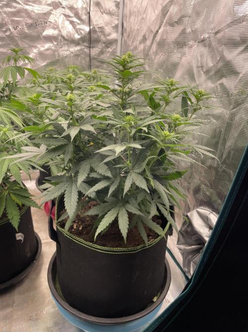 Sunset 🌅 sherbet. Week 8