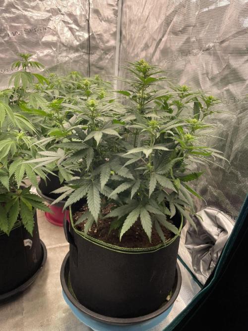 Sunset 🌅 sherbet. Week 8
