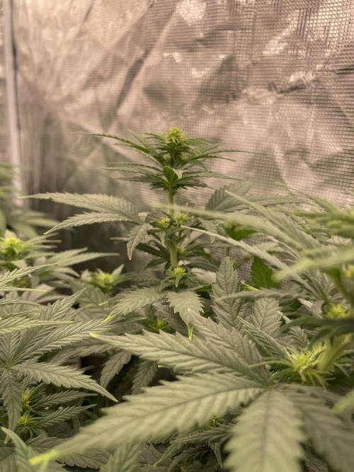 Sunset 🌅 sherbet. Week 8