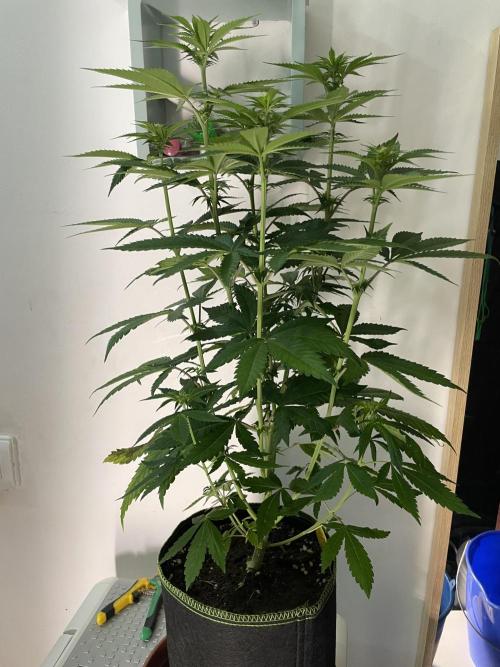 Purple Overload. Week 8