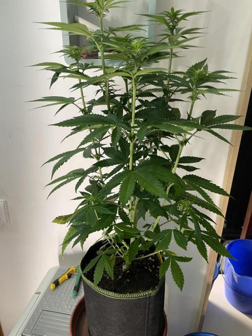 Purple Overload. Week 8