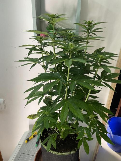 Purple Overload. Week 8