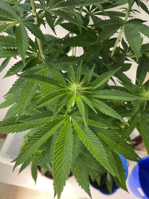 Purple Overload. Week 8