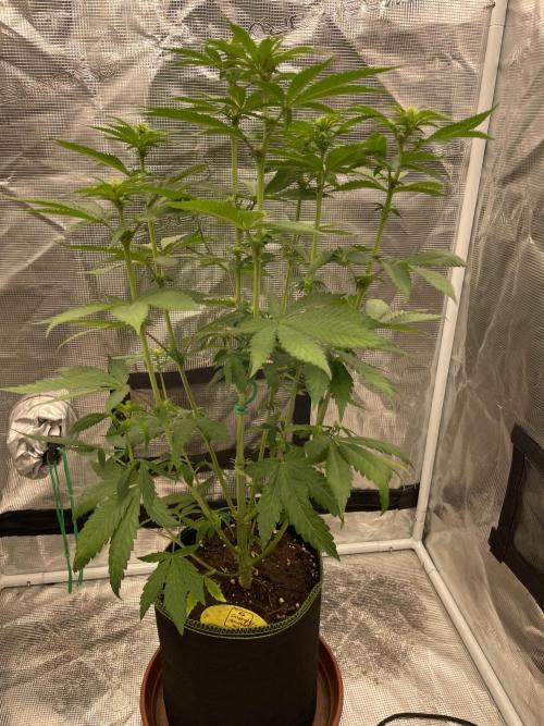 Purple Overload. Week 8