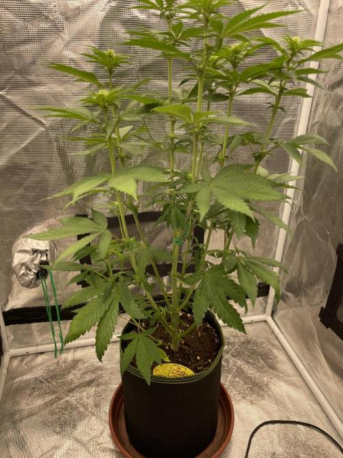 Purple Overload. Week 8