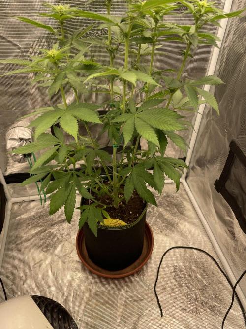 Purple Overload. Week 8