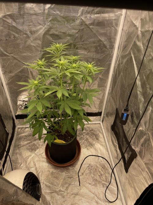 Purple Overload. Week 8