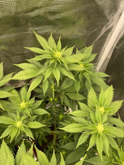 Orange ooze. Week 8