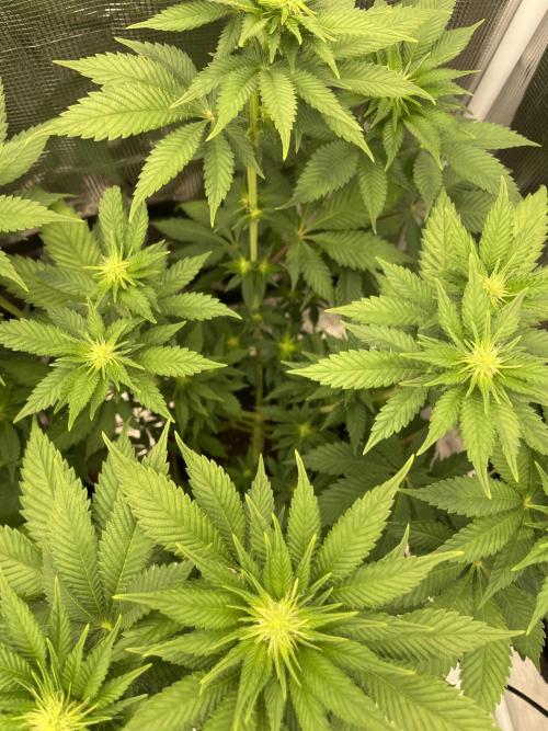 Orange ooze. Week 8