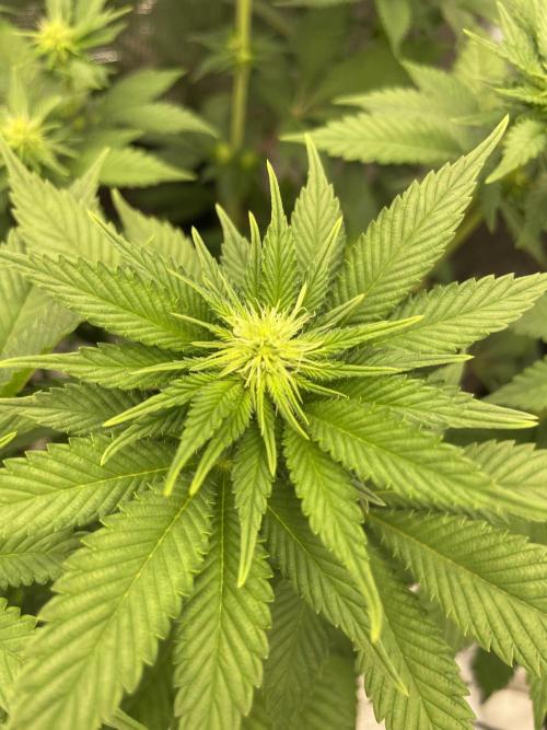 Orange ooze. Week 8