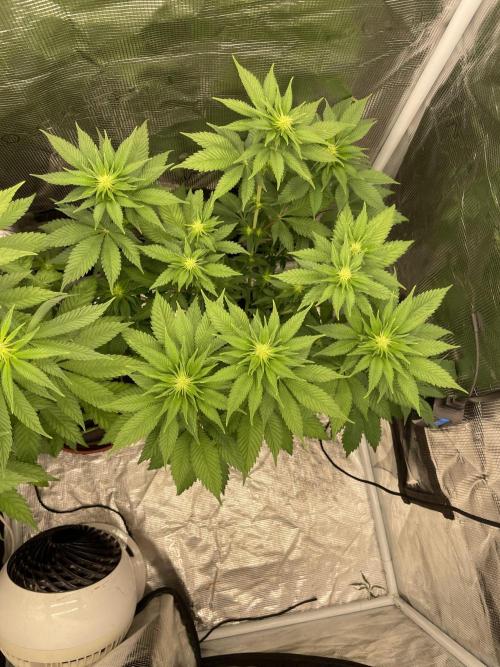 Orange ooze. Week 8