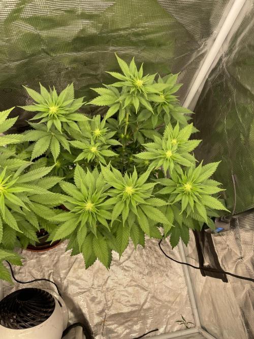 Orange ooze. Week 8