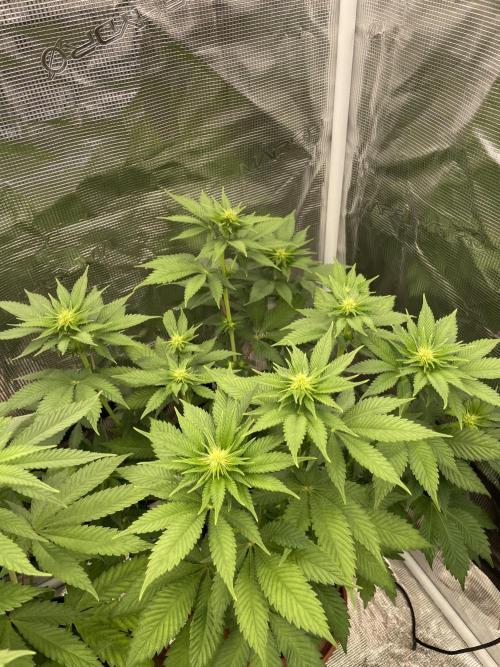 Orange ooze. Week 8