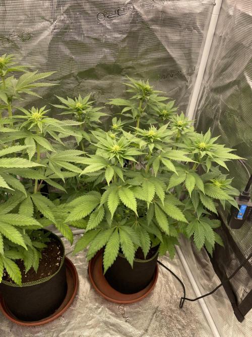 Orange ooze. Week 8