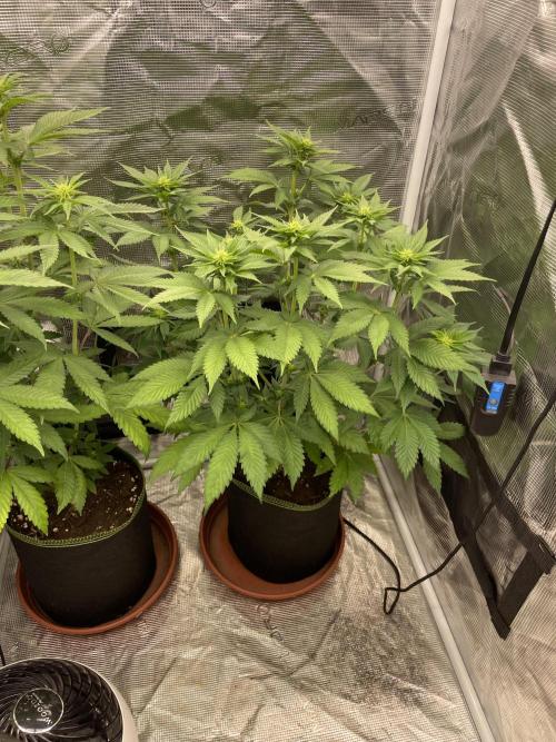 Orange ooze. Week 8