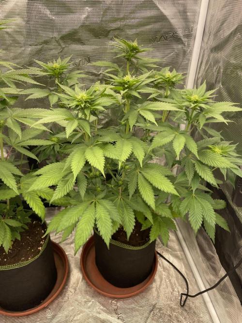 Orange ooze. Week 8