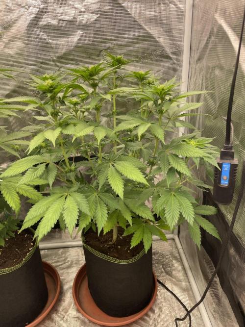 Orange ooze. Week 8