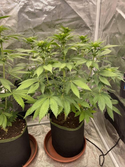 Orange ooze. Week 8