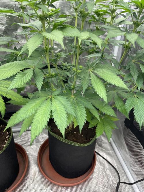 Orange ooze. Week 8