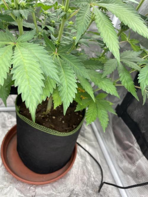 Orange ooze. Week 8