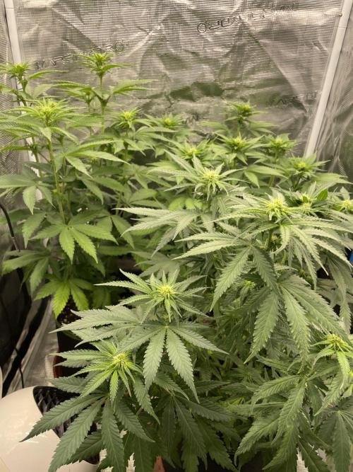 Sugar black rose 🥀. Week 8