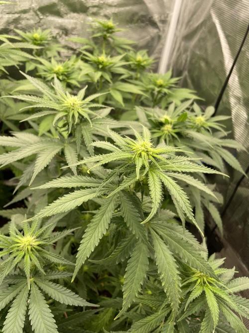 Sugar black rose 🥀. Week 8