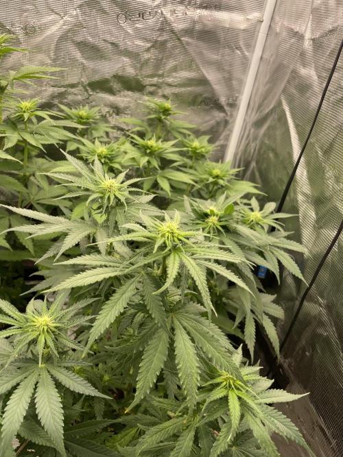 Sugar black rose 🥀. Week 8