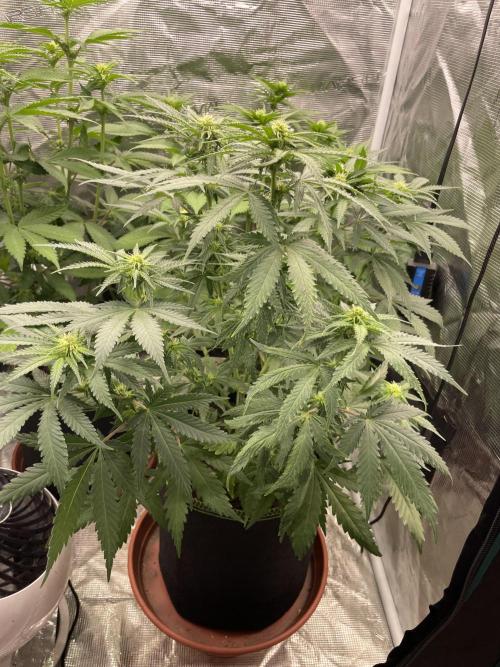 Sugar black rose 🥀. Week 8