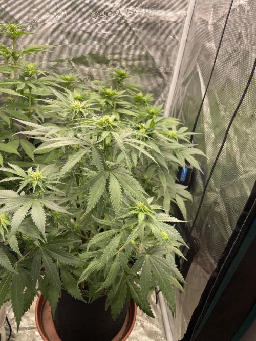 Sugar black rose 🥀. Week 8