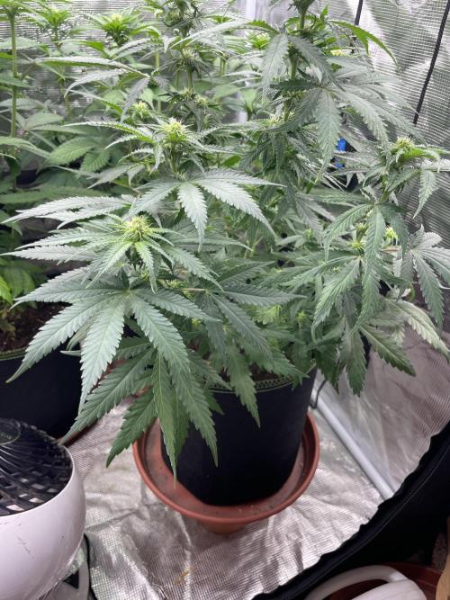 Sugar black rose 🥀. Week 8