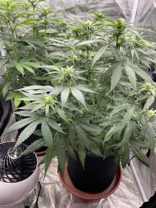 Sugar black rose 🥀. Week 8