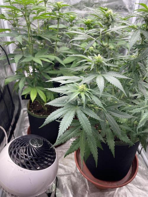 Sugar black rose 🥀. Week 8