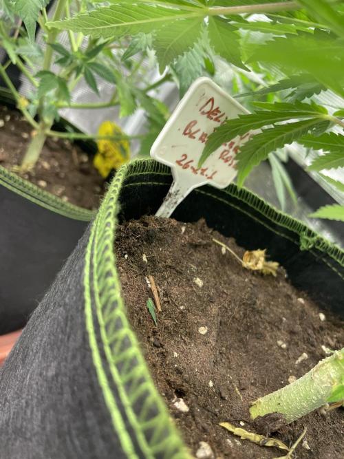 Sugar black rose 🥀. Week 8