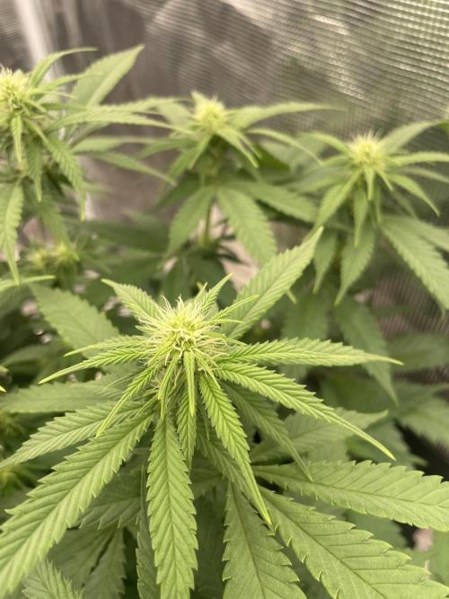 Bubble 🫧 OG gum. Week 9