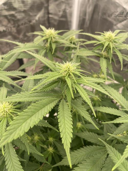 Bubble 🫧 OG gum. Week 9