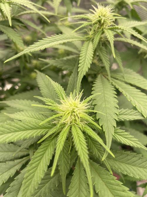 Bubble 🫧 OG gum. Week 9