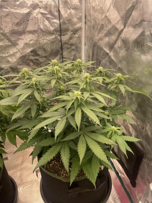 Bubble 🫧 OG gum. Week 9